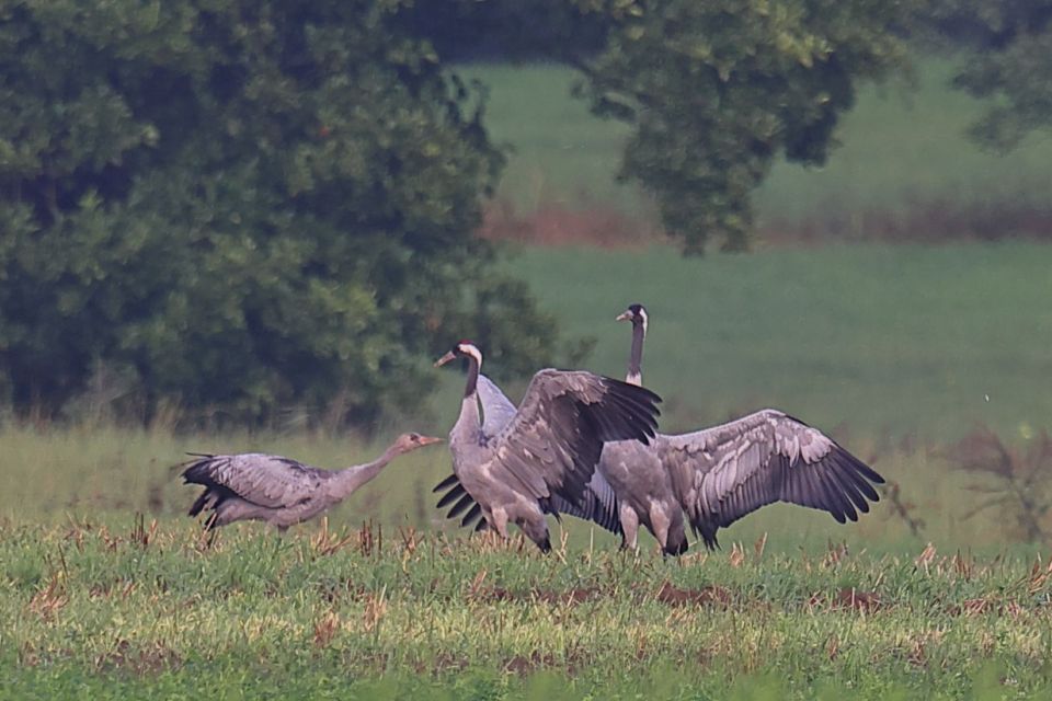 Kraniche im Mellin, Foto: Uwe Martens
