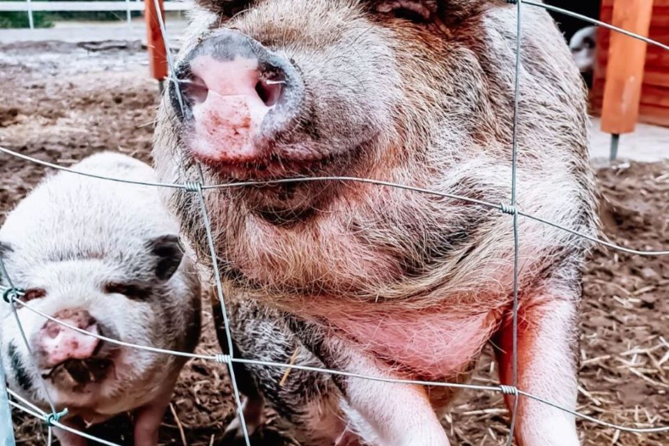 Streichelgehege, Foto: Ferienpark Templin, Lizenz: Ferienpark Templin
