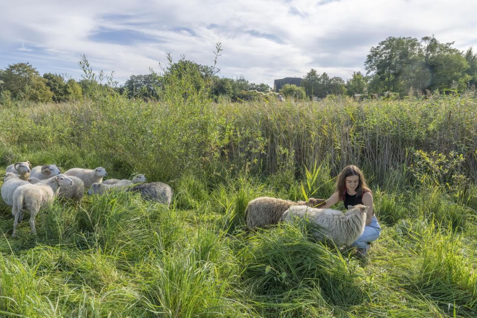 Skudden-Schafe, Foto: Bolle-Bovier, Lizenz: Bolle-Bovier