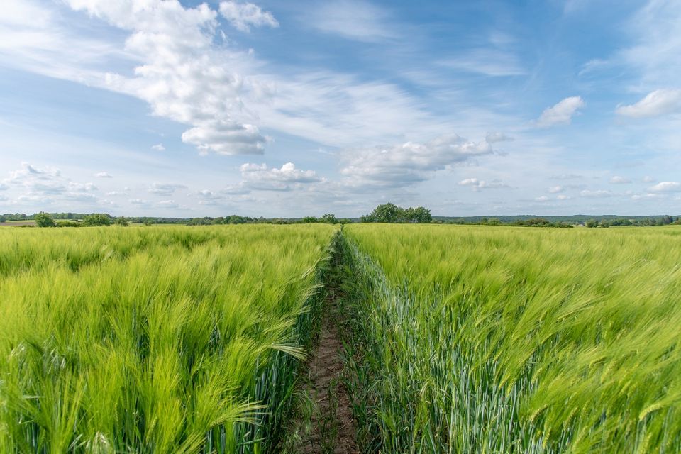Umgebung Grimnitzsee, Foto: Bungis, Lizenz: Bungis