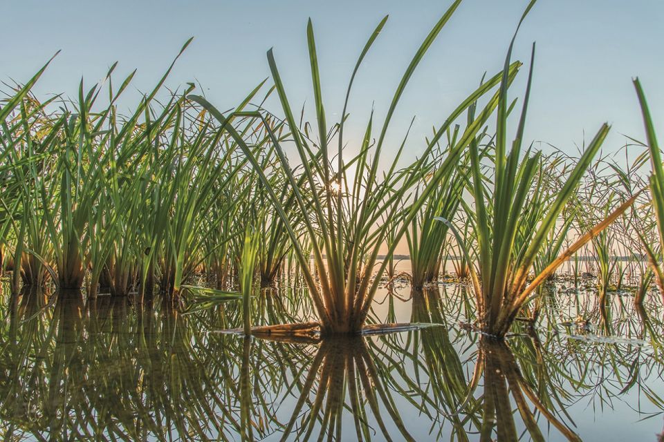 Grimnitzsee, Foto: Bungis, Lizenz: Bungis
