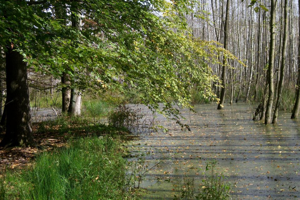UNESCO-Weltnatuerbe Buchenwald Grumsin, Foto: Amt Joachimsthal (Schorfheide), Lizenz: Amt Joachimsthal (Schorfheide)