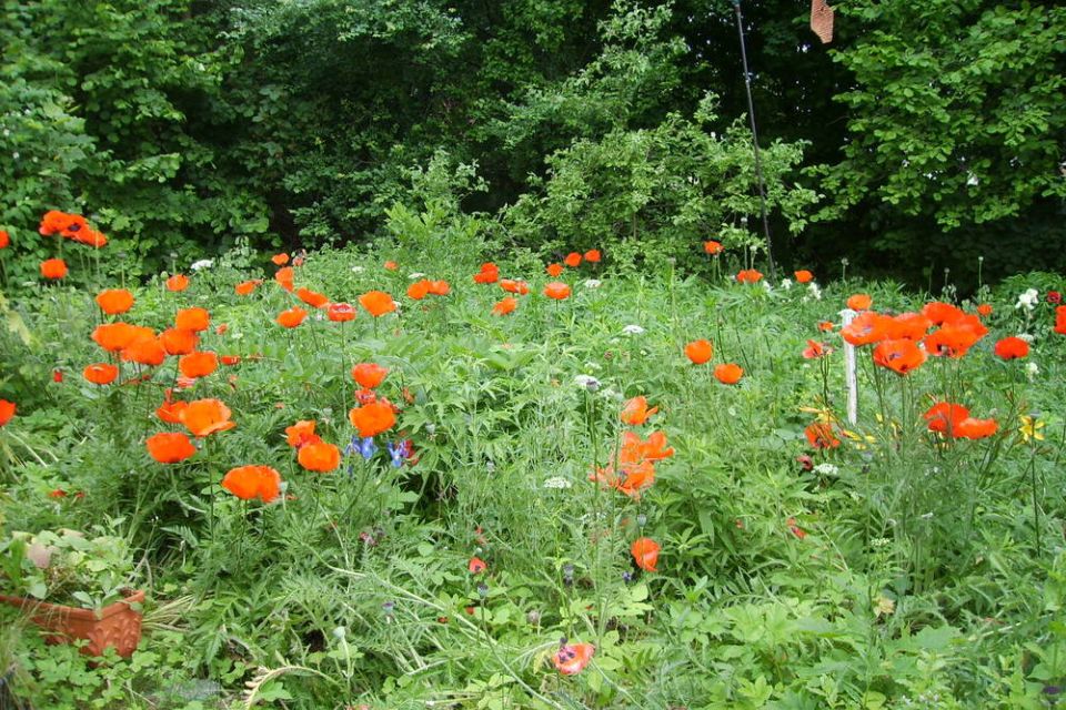 Blick in den Garten, Foto: Kornelia Eberhardt