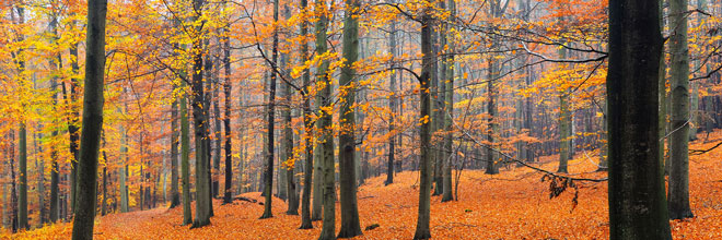 Indian Summer im Buchenwald Grumsin